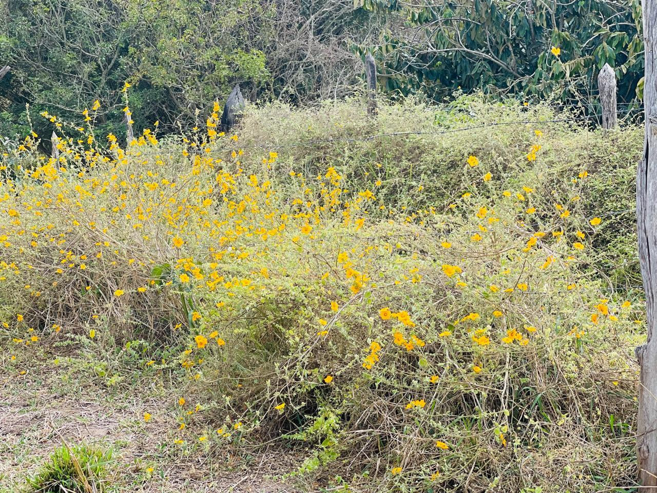 Plantacao