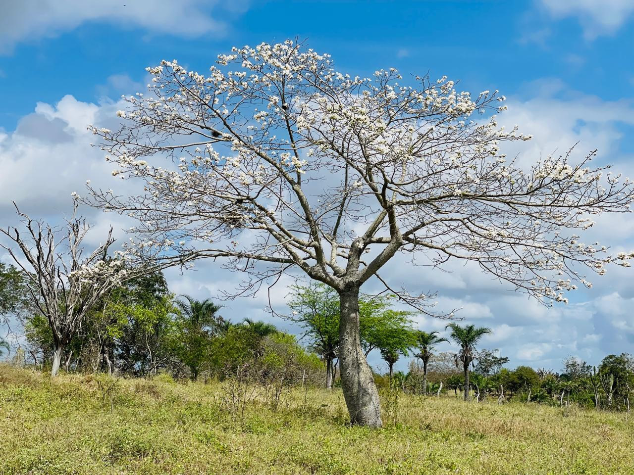 Plantacao